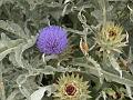 Cardoon