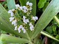 Caribbean Swordleaf