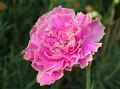 Carnation