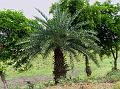 Ceylon Date Palm