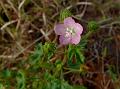 Ceylon Swamp Mallow