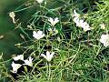 Chamoli Sandwort