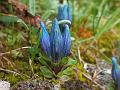 Charming Gentian