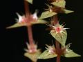 Charming Rotala