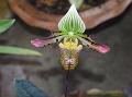 Charming Slipper Orchid