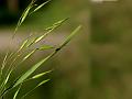 Cheatgrass