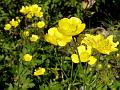Cheerful Buttercup