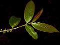 Cherry-Leaf Eurya