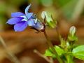 Chickweed Lobelia