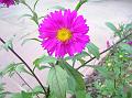 China Aster