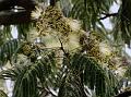 Chinese Albizia