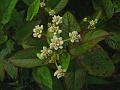 Chinese Knotweed