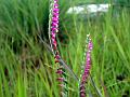 Chinese Lady's-Tresses
