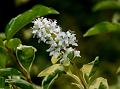 Chinese Privet