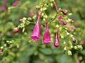 Chinese Rain Bell