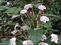 Chinese Snake Jasmine