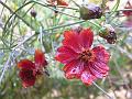 Chocolate Cosmos