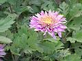 Chrysanthemum