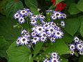 Cineraria