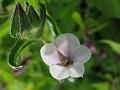 Clasping-Leaf Borage