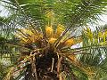 Cliff Date Palm