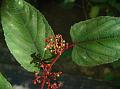 Climbing Begonia