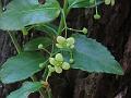 Climbing Spindle Bush