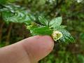 Closed-Flower Cotoneaster