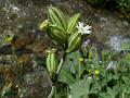 Clustered Campion