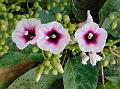 Clustered Morning Glory