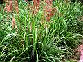 Cochin Grass