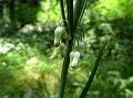 Coiling Leaf Solomon Seal