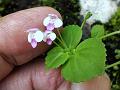 Coinwort Bog-Herb