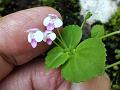 Coinwort Lindernia