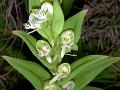 Comb Habenaria