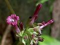 Comb Snake Root