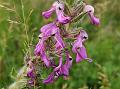 Comb-Leaf Lousewort