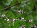 Comfrey