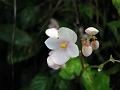 Common Begonia