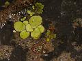 Common Duckweed