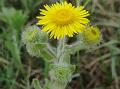 Common Fleabane