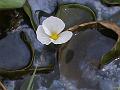 Common Frogbit