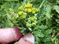 Common Groundsel