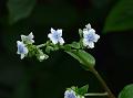 Common Hill Borage