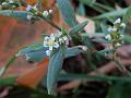 Common Knotgrass