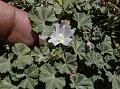 Common Mallow