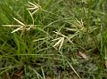 Common Nut Sedge