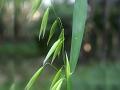 Common Oat