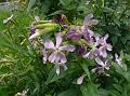 Common Soapwort