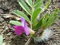 Common Vetch